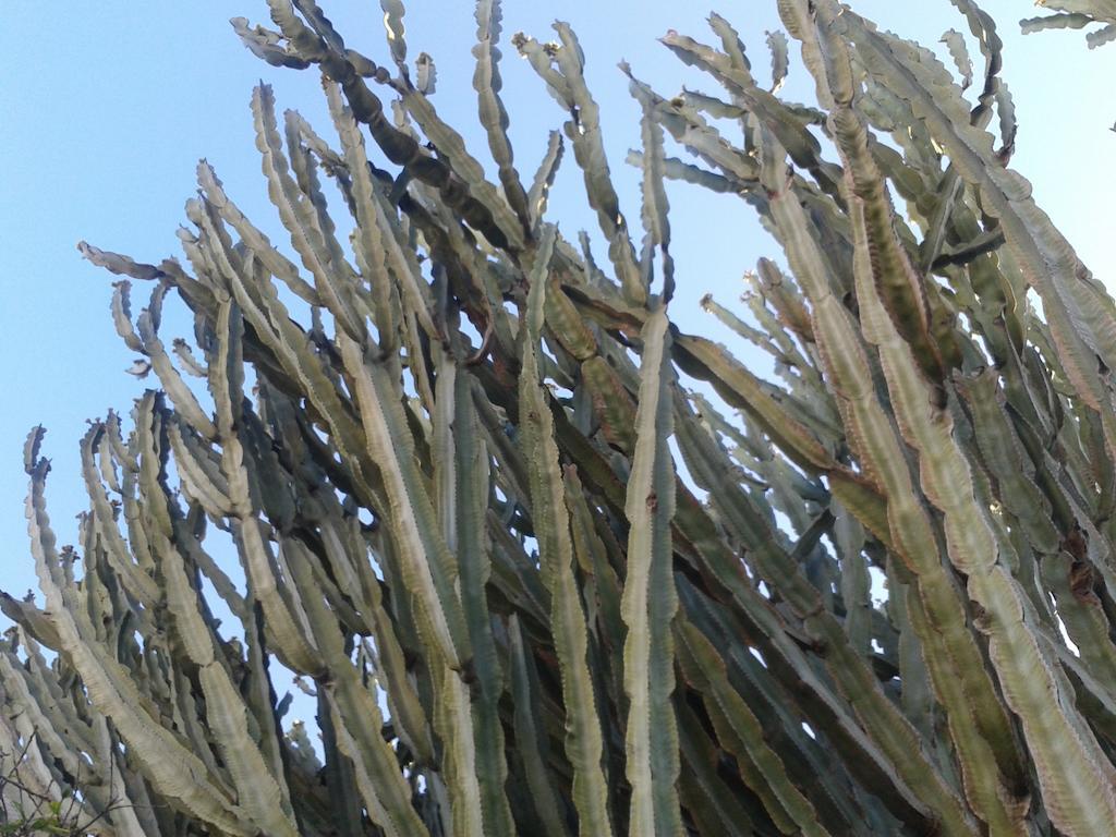 B&B Il Girasole Noto Bagian luar foto