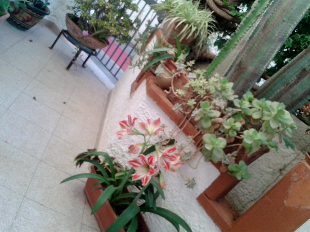 B&B Il Girasole Noto Bagian luar foto